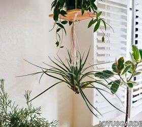  Plantas de ar suspensas: 10 maneiras fáceis de pendurar suas Tillandsias