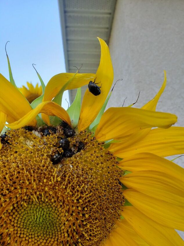 q how can i kill this type of beetle