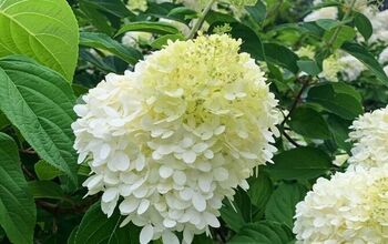 How to Divide a Hydrangea
