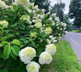 how to divide a hydrangea