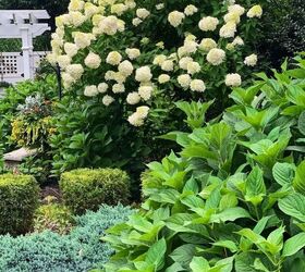 how to divide a hydrangea