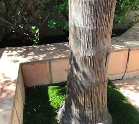 question on queen palm base lifting and pulling up will it fall