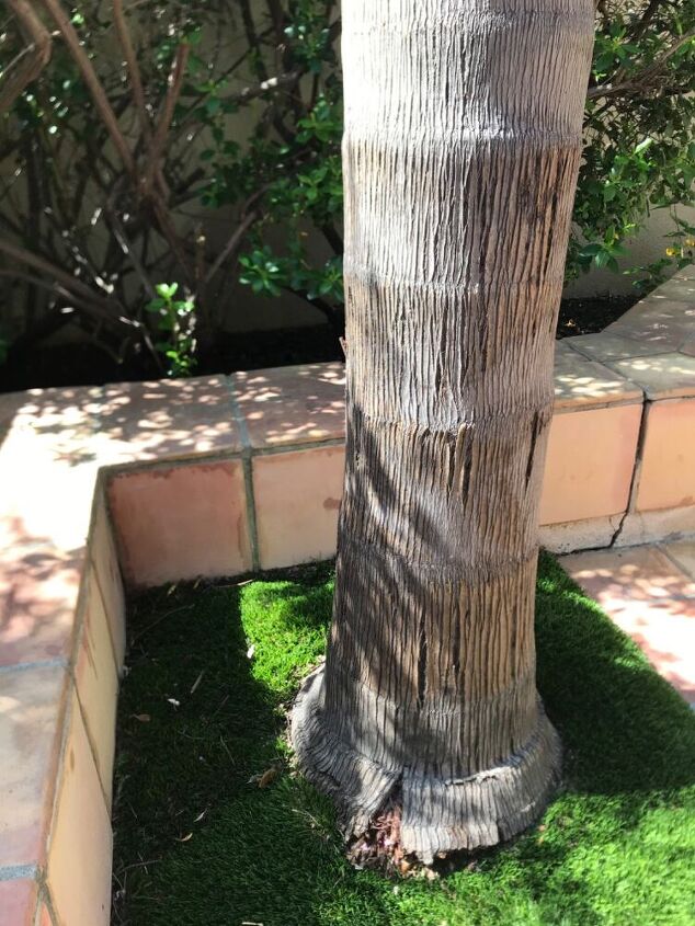 question on queen palm base lifting and pulling up will it fall