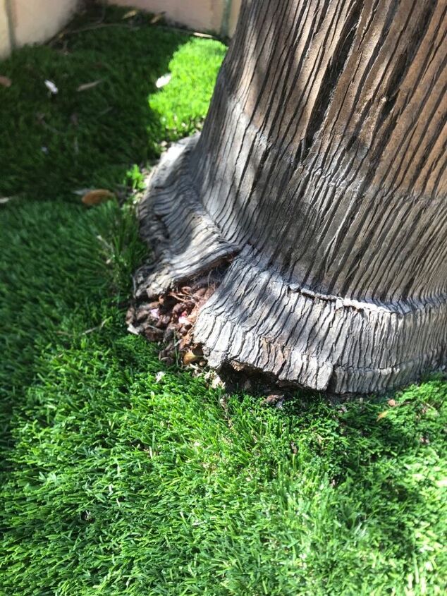 q question on queen palm base lifting and pulling up will it fall