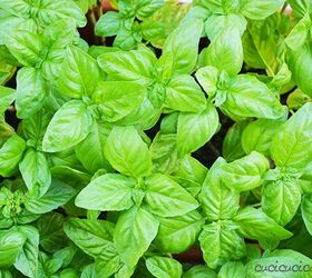 How to Harvest Basil Seeds and Grow New Plants Every Year for FREE!
