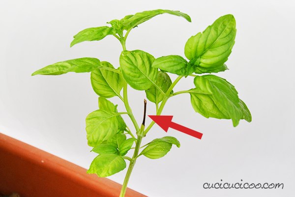 how to harvest basil seeds and grow new plants every year for free