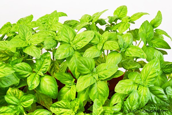 how to harvest basil seeds and grow new plants every year for free