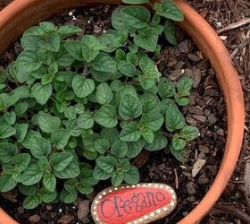 something cute for your herb garden, Oregano