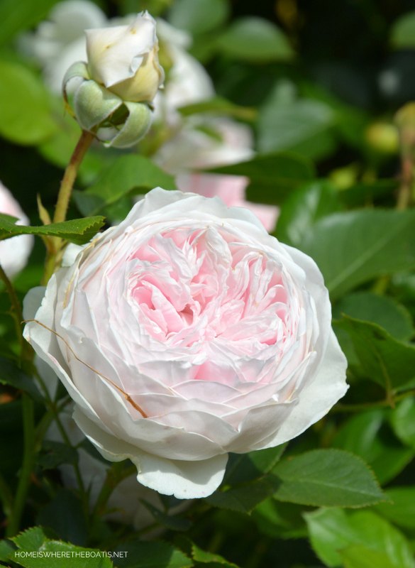 crea un arreglo floral con rosas y follaje del jardn