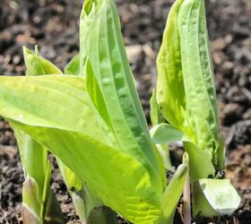 How To Divide Hosta
