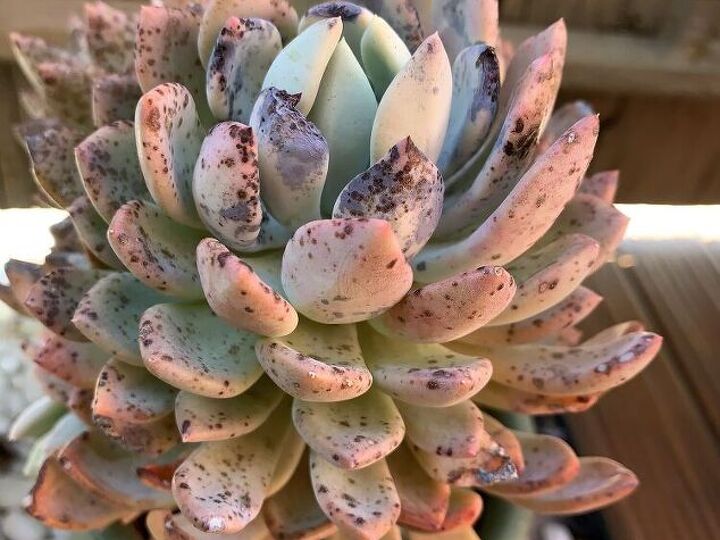 q what is wrong with my echeveria succulents and how can i fix it