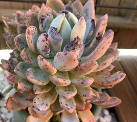 what is wrong with my echeveria succulents and how can i fix it