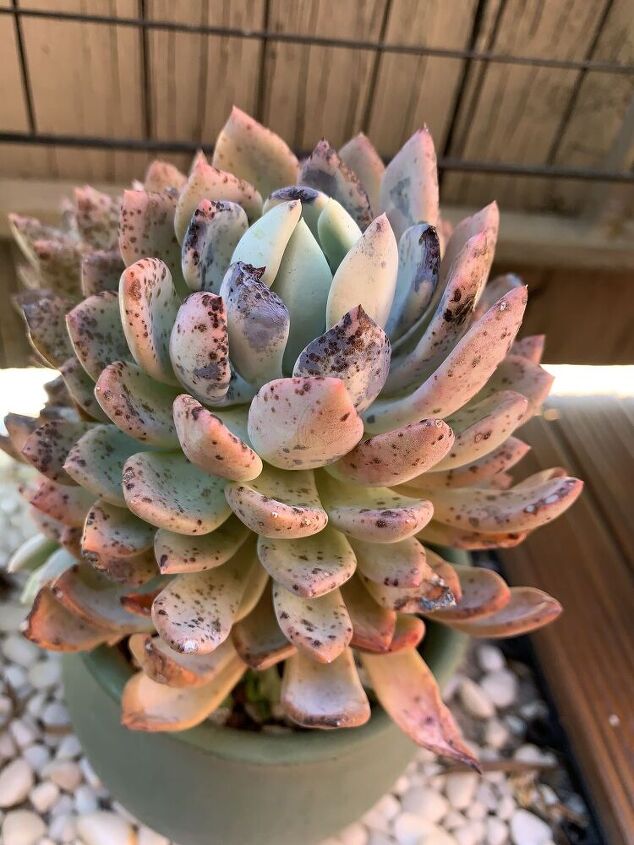 what is wrong with my echeveria succulents and how can i fix it