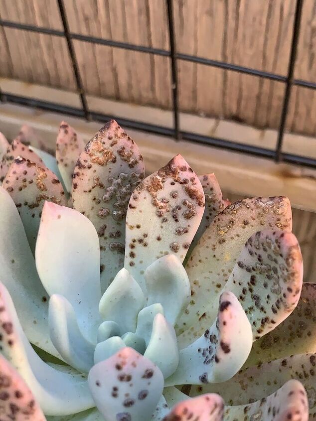 q what is wrong with my echeveria succulents and how can i fix it