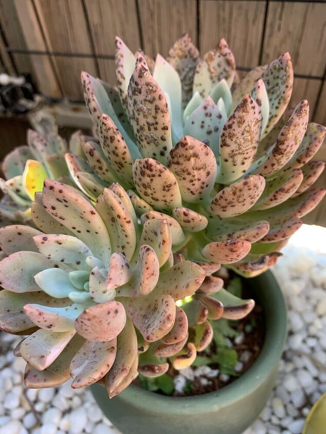 q what is wrong with my echeveria succulents and how can i fix it