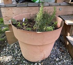 faux wine barrel planter from repurposed fence boards, The offending tired old pot