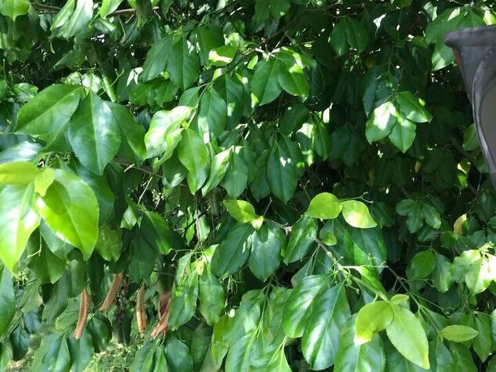 q killing something that may be called bittersweet vine