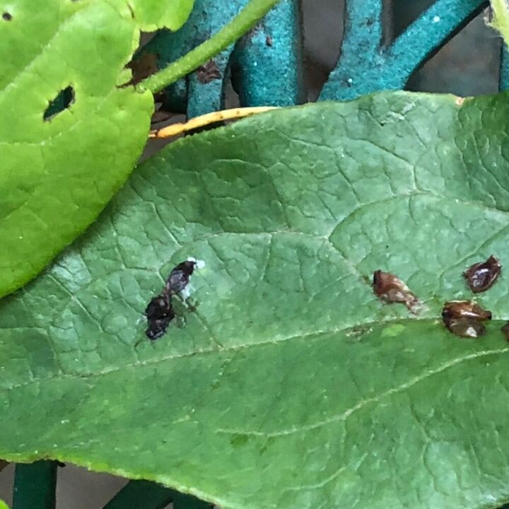 I have a clematis. Something eating leaves. | Hometalk