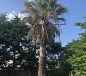 q what kind of palm is this