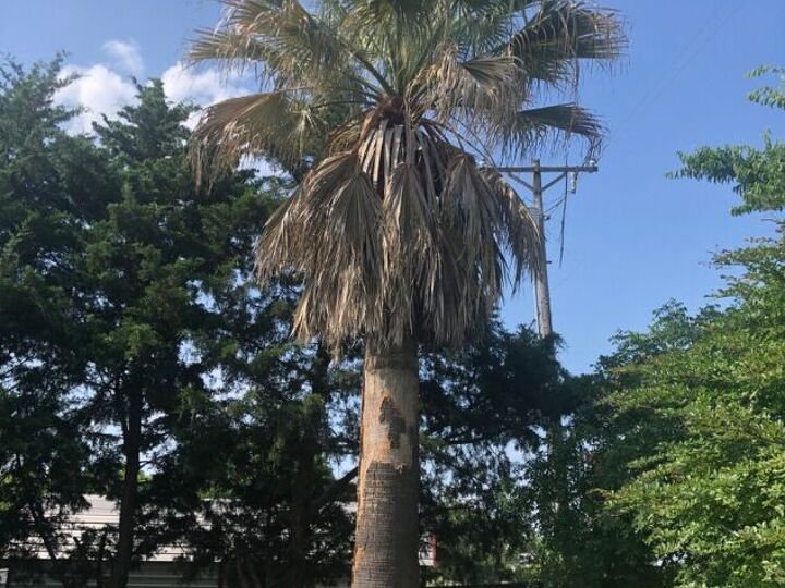 q what kind of palm is this