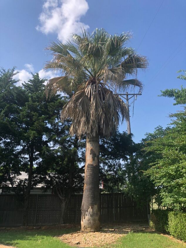 q what kind of palm is this