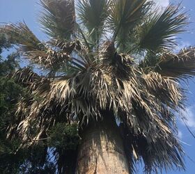 q what kind of palm is this