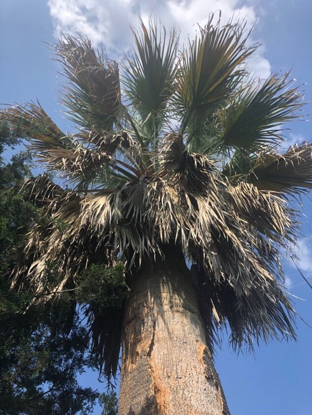 q what kind of palm is this