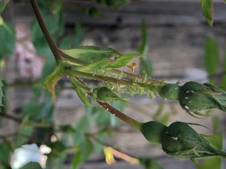 q what it is eating my roses trees
