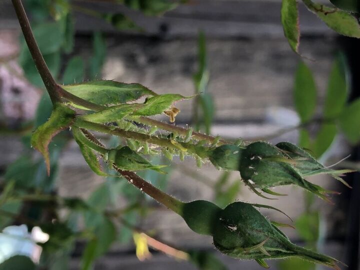 q what it is eating my roses trees