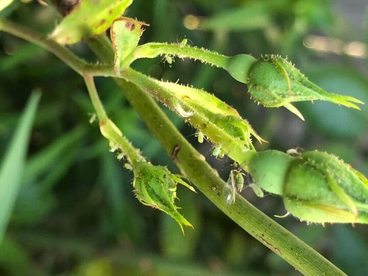 q what it is eating my roses trees