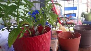 How Do You Get Rid Of Flies On The Front And Back Porch Hometalk,Canned Tomatoes For Chili