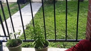 How Do You Get Rid Of Flies On The Front And Back Porch Hometalk