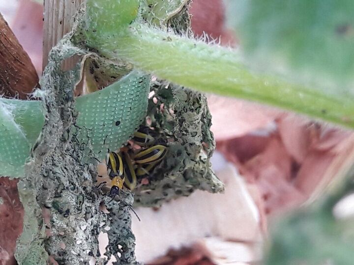 q rid my garden of cucumber beetles