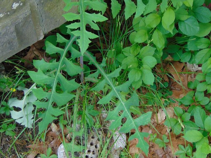 q could someone please identify this plant in this photo by the leaves