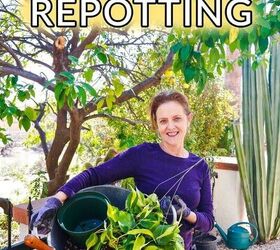 repotting plants basics beginning gardeners need to know
