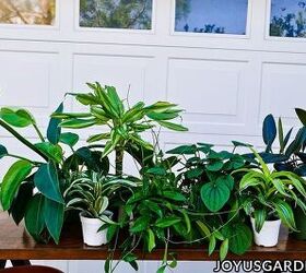 repotting plants basics beginning gardeners need to know