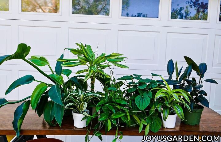 trasplantar plantas lo bsico que los jardineros principiantes deben saber