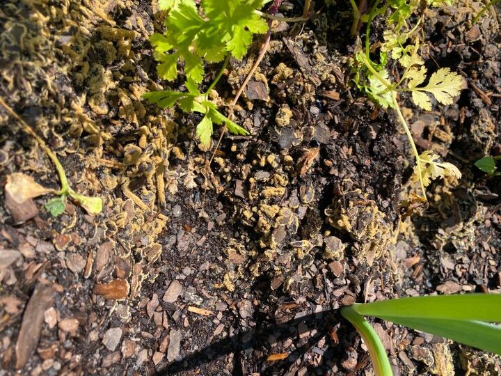 q help identify what s happening on my vegetable garden