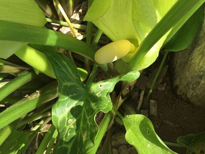 q how to identify this plant