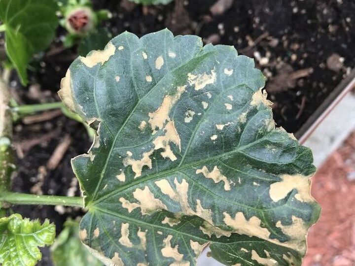 q how can i help my hibiscus plants