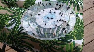 How Do You Get Rid Of Flies On The Front And Back Porch Hometalk