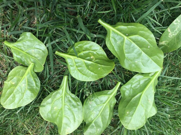 q what is it on my spinach leaves