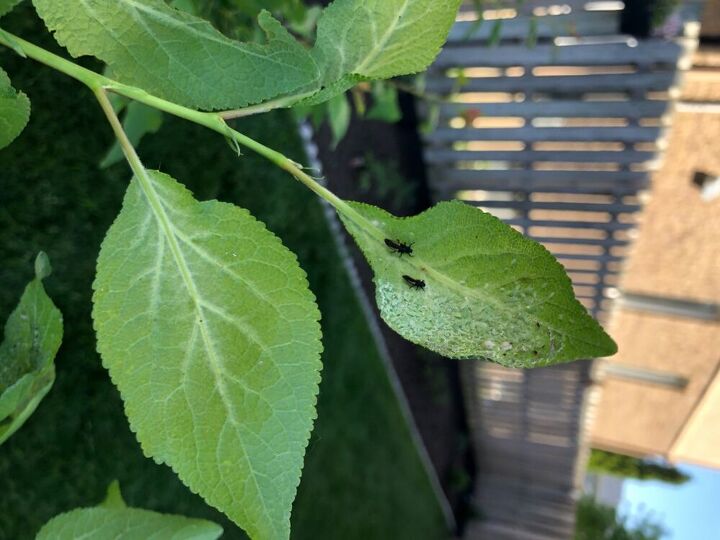 q what is this on my italian plum tree plant leaves