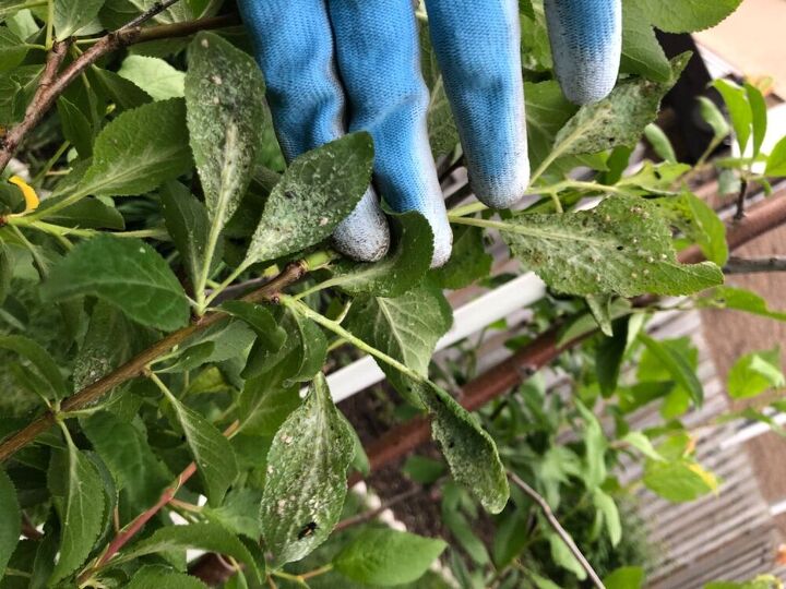 q what is this on my italian plum tree plant leaves