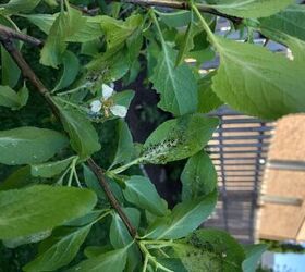 q what is this on my italian plum tree plant leaves