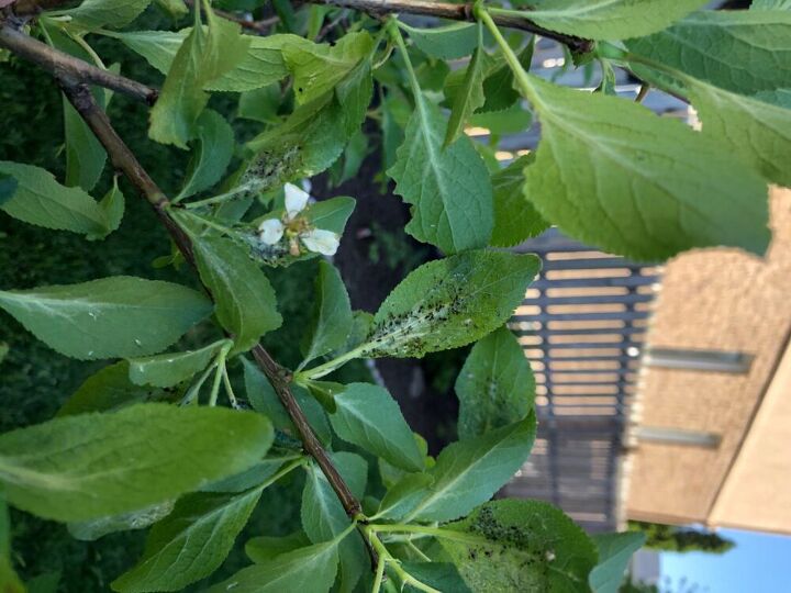 q what is this on my italian plum tree plant leaves