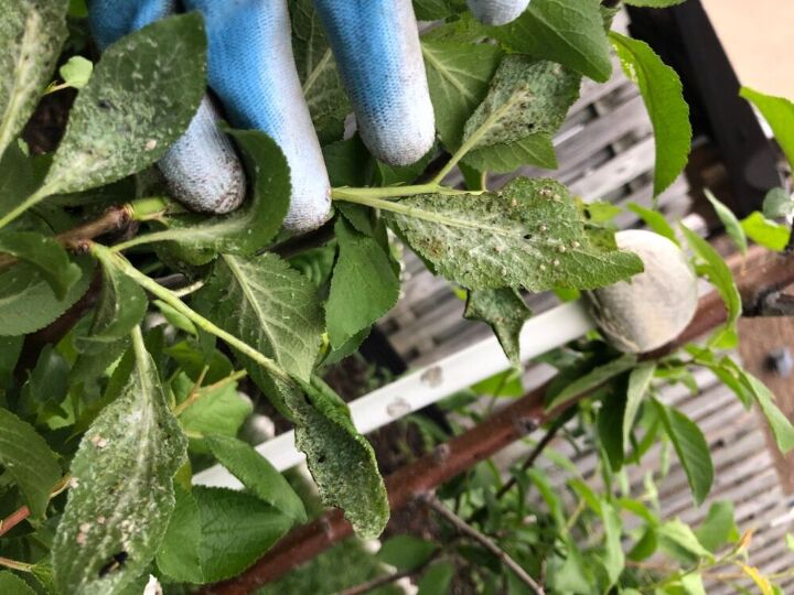 q what is this on my italian plum tree plant leaves