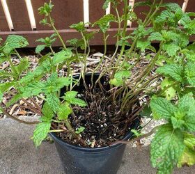how to revive leggy brown stem mint plant
