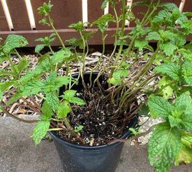 how-to-revive-leggy-brown-stem-mint-plant-hometalk