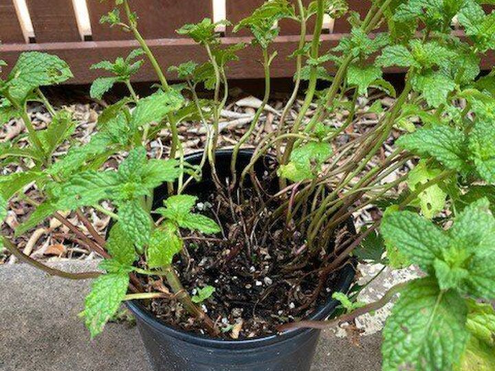q how to revive leggy brown stem mint plant